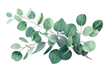 A Vector Watercolor Eucalyptus Branch with Green Leaves Isolated on Transparent Background