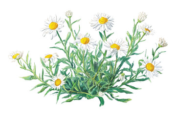 A Vector Watercolor Daisy Flower Bouquet Illustration on Transparent Background for Floral Designs