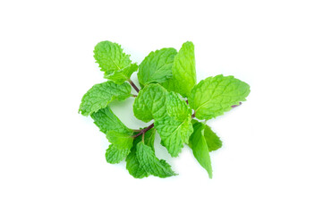 mint isolated on white background, Group of fresh raw green mint (Mentha) leaves and purple branches isolated on white background close up stack.