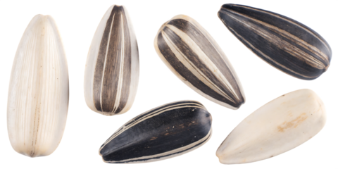Assortment of sunflower seeds with striped and plain shells food snack isolated on a transparent background