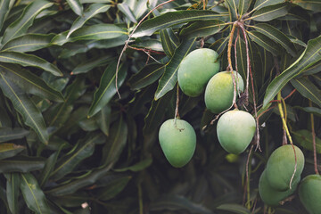 Mangoes on tree in garden	
