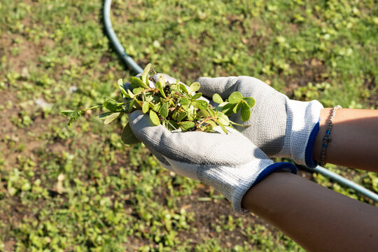Gardener pulling weeds by hand with yellow gloves in the garden, outdoor activity
