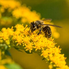 Bee on golden flower