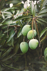 Mangoes on tree in garden 