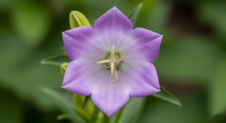 Gerbera Daisy (Orange)