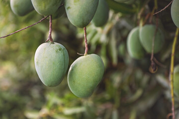 Mangoes on tree in garden	

