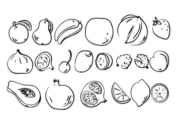 Fruit vector art