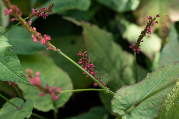 biene pflanze blume natur