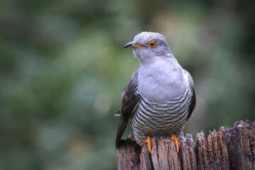 A close up of a cuckoo, Cuculus canorus, as it perches on an old tree stump. A natural out of focus background has space for text copy