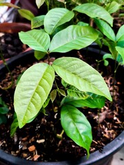 A close-up of plant leaves