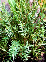 A close-up of plant leaves