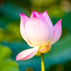 Fototapeta premium Pink Lotus Flower Close-Up