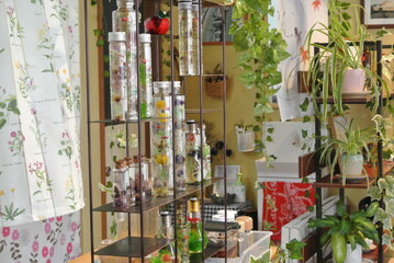 herbarium and plant in shop