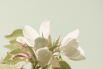 Obraz premium Bauhinia acuminata L. Close up Bauhinia acuminata or white snowy orchid flower, beautiful flowers natural white other blossom blur background, Abstract style for text.