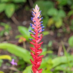 Close-up of vibrant flower stalk