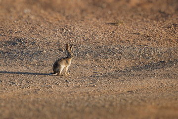 Scrub hare sitting quietly on the ground in a desert landscape, gazing to the right with alert ears, embodying peaceful solitude