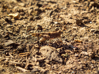 Close-up of a Grasshopper on Dry Ground