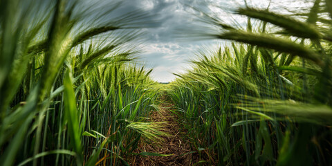 Lush green wheat field path under cloudy sky image