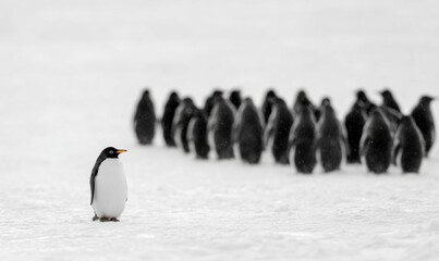 Fototapeta premium A lone penguin stands apart from a group