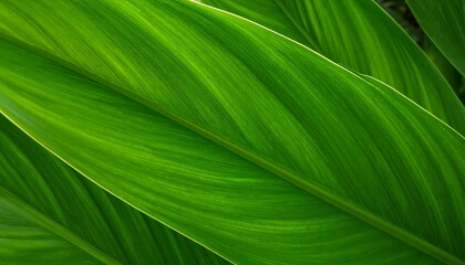 Close-up of vibrant green leaves