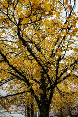 A tree with vibrant golden-yellow autumn leaves is decorated with small, sparkling lights, creating a cozy and magical feel on a cloudy day.
