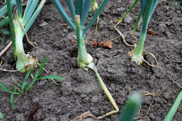 Young green onions with forming white bulbs are growing in moist, loose soil. The detailed angle captures the plant's structure and readiness for harvest.