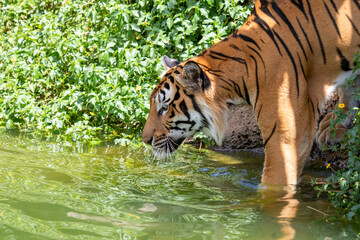 Bengal and Siberian tiger wildlife predators in a jungle, or water setting, capturing the beautiful big cat's striped fur