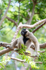 A black pileated gibbon baby is sitting in a tree looking at the camera in the wild forests of Thailand