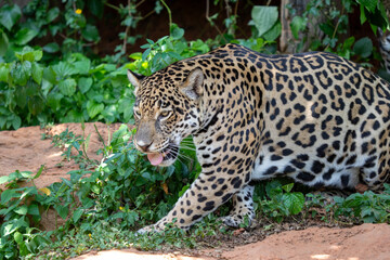 Spotted leopards, wild felines of the jungle, are big cats often found hunting or resting in trees