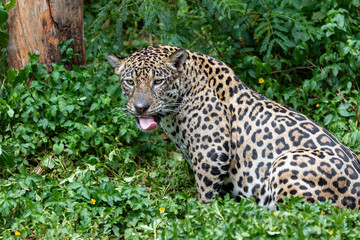 A wild leopard, a fierce predator with spotted fur, rests in a tree