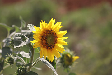Sunflower in the garden