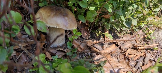 Mushroom on the summer forest