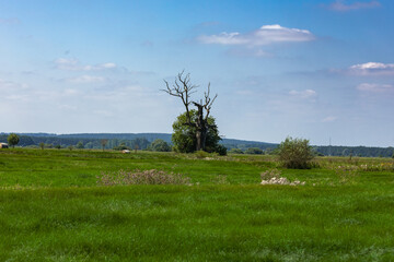 Dąb Orzeł © Katarzyna