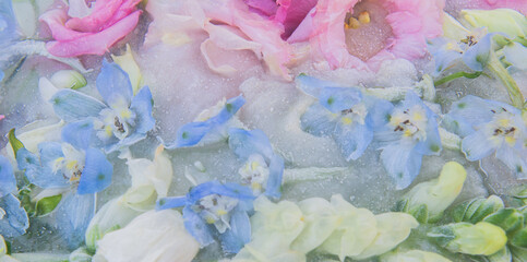 abstract floral baclground with frozen larkspur or delphinium  flowers in milk and water in soft pastel colors pink, white and blue