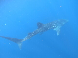 Naklejka premium whale Shark (Rhincodon typus) Gliding Through Clear Blue Waters off Isla Mujeres, Mexico