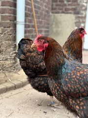 Free-Range Chickens in Farmyard Setting Near Brick Wall