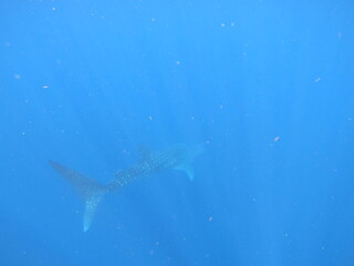 whalesharks showing up around cancun mexico, underwater photography