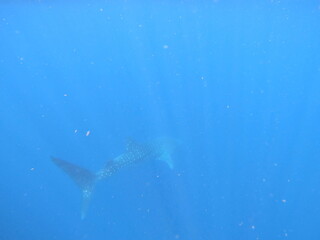whalesharks showing up around cancun mexico, underwater photography