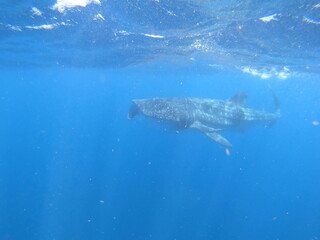 Fototapeta premium whalesharks showing up around cancun mexico, underwater photography
