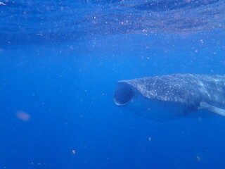 Obraz premium Whale Shark Swimming in Open Ocean Near Isla Mujeres, Mexico - open mouth feeding