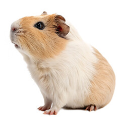 Guinea pig isolated on a transparent background
