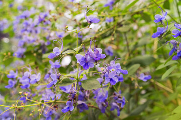 Fototapeta premium Rotheca myricoides or Butterfly Clerodendrum, butterfly Bush. Pale-violet blue butterfly-like flowers.