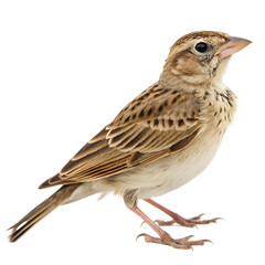 Fototapeta premium Sparrow isolated on a transparent background 
