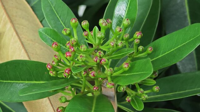 Red golden penda flower (Xanthostemon chrysanthus).