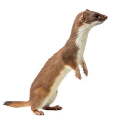 Ferret isolated on a transparent background
