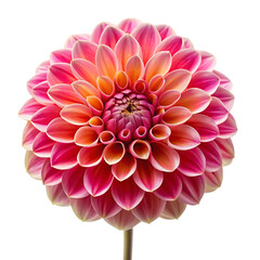 Dahlia isolated on a transparent background