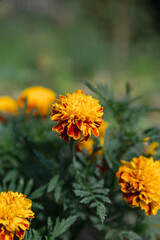 Close-up of a beautiful orange calendula flower, marigold. Nature