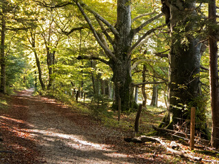 Wanderweg durch einen sonnigen Buchenwald im Herbst