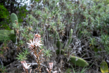 A flower is in the foreground of a field of dead plants. The flower is white and has brown spots
