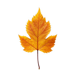 Fototapeta premium Leaves With Transparent PNG background